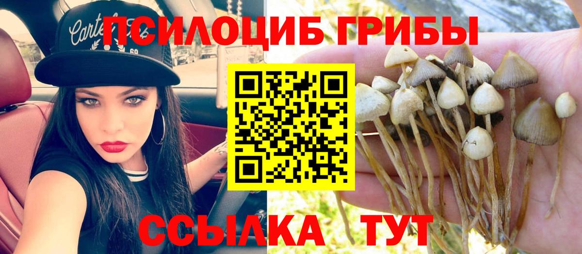 Псилоцибиновые грибы Psilocybe Владимир